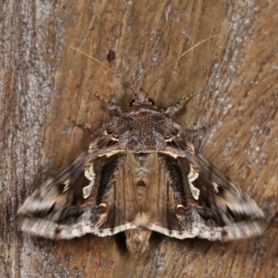 Chrysodeixis argentifera (Tobacco Looper) at Forde, ACT - 6 Nov 2020 by kasiaaus