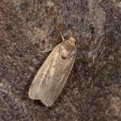 Athetis tenuis (A Noctuid moth) at Forde, ACT - 6 Nov 2020 by kasiaaus