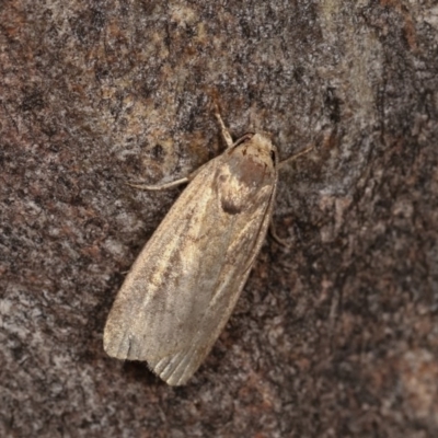 Athetis tenuis (Plain Tenuis Moth) at Goorooyarroo NR (ACT) - 6 Nov 2020 by kasiaaus