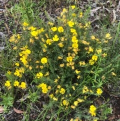 Gompholobium huegelii (Pale Wedge Pea) at Bruce, ACT - 8 Nov 2020 by goyenjudy