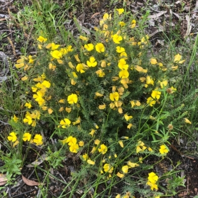 Gompholobium huegelii (Pale Wedge Pea) at Bruce Ridge to Gossan Hill - 8 Nov 2020 by goyenjudy