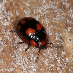 Paropsisterna beata (Blessed Leaf Beetle) at Goorooyarroo NR (ACT) - 6 Nov 2020 by kasiaaus