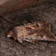 Persectania ewingii (Southern Armyworm) at Forde, ACT - 6 Nov 2020 by kasiaaus