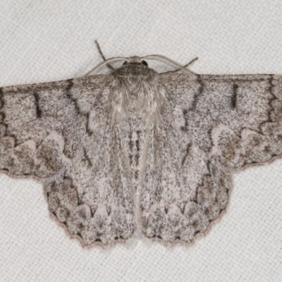 Crypsiphona ocultaria (Red-lined Looper Moth) at Goorooyarroo NR (ACT) - 6 Nov 2020 by kasiaaus