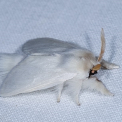 Trichiocercus sparshalli (Sparshall's Moth) at Forde, ACT - 6 Nov 2020 by kasiaaus