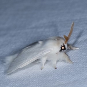 Trichiocercus sparshalli at Forde, ACT - 6 Nov 2020