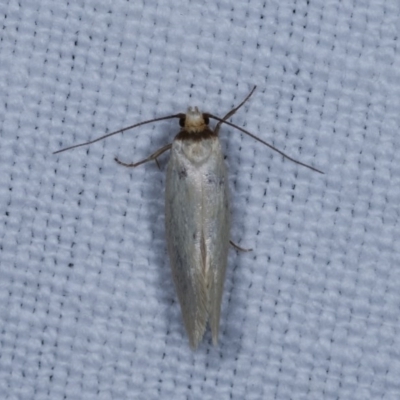 Oecophoridae (family) (Unidentified Oecophorid concealer moth) at Forde, ACT - 6 Nov 2020 by kasiaaus