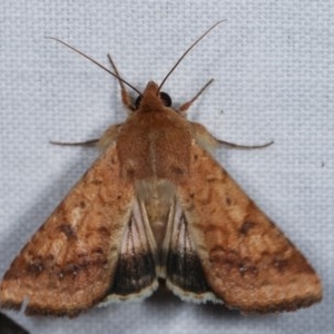 Helicoverpa (genus) at Forde, ACT - 6 Nov 2020
