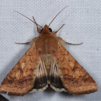 Helicoverpa (genus) (A bollworm) at Goorooyarroo NR (ACT) - 6 Nov 2020 by kasiaaus