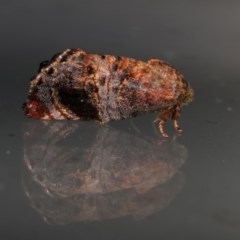 Peritropha oligodrachma (A twig moth) at Melba, ACT - 7 Nov 2020 by kasiaaus