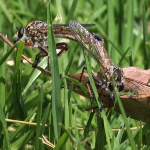 Neoaratus hercules at Wodonga, VIC - 9 Nov 2020 11:00 AM