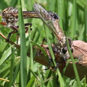 Neoaratus hercules at Wodonga, VIC - 9 Nov 2020 11:00 AM