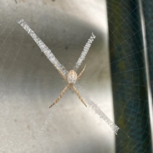 Argiope sp. (genus) at Tanja, NSW - suppressed