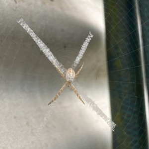Argiope (genus) at Tanja, NSW - suppressed