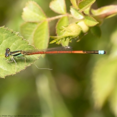 Ischnura aurora (Aurora Bluetail) at Holt, ACT - 9 Nov 2020 by Roger