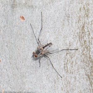 Prosena sp. (genus) at Acton, ACT - 9 Nov 2020