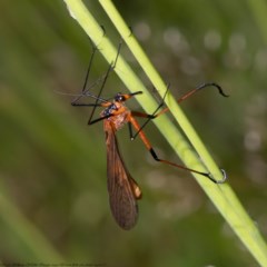 Harpobittacus australis (Hangingfly) at Woodstock Nature Reserve - 9 Nov 2020 by Roger