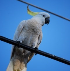 Cacatua galerita (Sulphur-crested Cockatoo) at Macgregor, ACT - 9 Nov 2020 by mac084