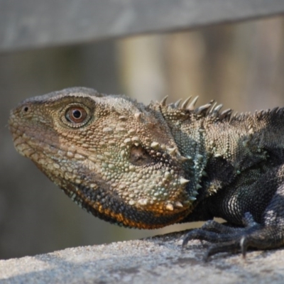 Intellagama lesueurii howittii (Gippsland Water Dragon) at Umbagong District Park - 8 Nov 2020 by mac084