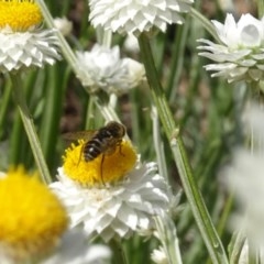 Tabanidae (family) at Molonglo Valley, ACT - 8 Nov 2020