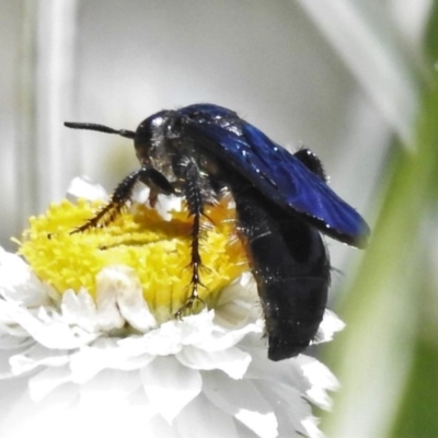 Austroscolia soror (Blue Flower Wasp) at Molonglo Valley, ACT - 9 Nov 2020 by JohnBundock