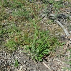 Cynoglossum australe (Australian Forget-me-not) at Symonston, ACT - 8 Nov 2020 by Mike