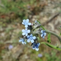 Cynoglossum australe at Symonston, ACT - 8 Nov 2020 05:28 PM