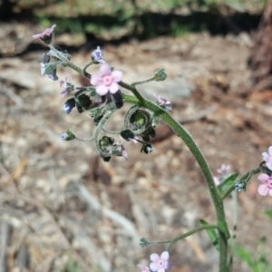 Cynoglossum australe at Symonston, ACT - 8 Nov 2020 05:28 PM