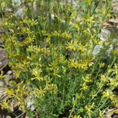 Pimelea curviflora (Curved Rice-flower) at Garran, ACT - 8 Nov 2020 by Mike