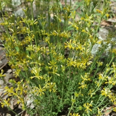 Pimelea curviflora (Curved Rice-flower) at Mount Mugga Mugga - 8 Nov 2020 by Mike