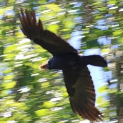 Corvus coronoides / mellori (Australian / Little Raven) at Wodonga, VIC - 9 Nov 2020 by Kyliegw