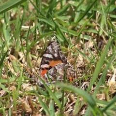 Vanessa kershawi (Australian Painted Lady) at Wodonga, VIC - 9 Nov 2020 by KylieWaldon