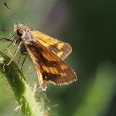 Ocybadistes walkeri (Green Grass-dart) at Chapman, ACT - 5 Nov 2020 by BarrieR