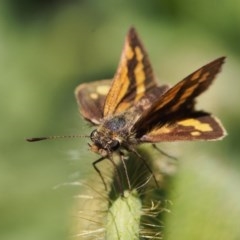 Ocybadistes walkeri at Chapman, ACT - 6 Nov 2020