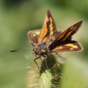 Ocybadistes walkeri at Chapman, ACT - 6 Nov 2020 09:47 AM