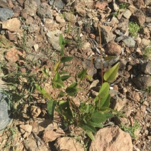 Hardenbergia violacea at Griffith, ACT - 8 Nov 2020