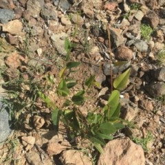 Hardenbergia violacea (False Sarsaparilla) at Griffith Woodland - 8 Nov 2020 by ianandlibby1