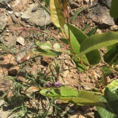 Hardenbergia violacea at Griffith, ACT - 8 Nov 2020