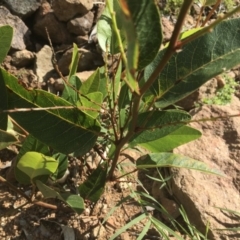 Hardenbergia violacea at Griffith, ACT - 8 Nov 2020