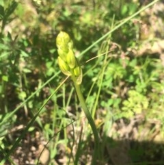 Bulbine bulbosa (Golden Lily, Bulbine Lily) at Tuggeranong DC, ACT - 7 Nov 2020 by George