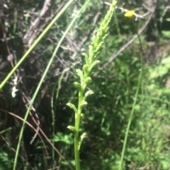 Microtis unifolia (Common Onion Orchid) at Mount Taylor - 7 Nov 2020 by George