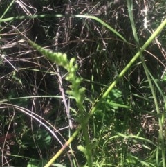 Microtis unifolia at Tuggeranong DC, ACT - suppressed