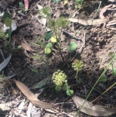 Hydrocotyle laxiflora (Stinking Pennywort) at Tuggeranong DC, ACT - 7 Nov 2020 by George