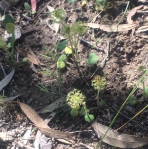 Hydrocotyle laxiflora at Tuggeranong DC, ACT - 7 Nov 2020