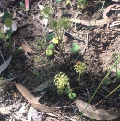 Hydrocotyle laxiflora (Stinking Pennywort) at Tuggeranong DC, ACT - 7 Nov 2020 by George