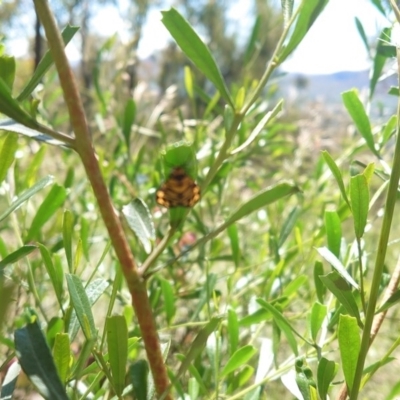 Asura lydia (Lydia Lichen Moth) at Black Mountain - 5 Nov 2020 by Kym