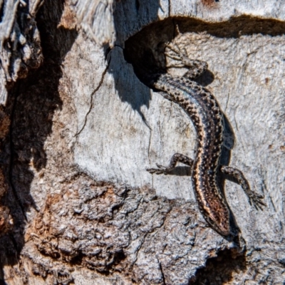 Cryptoblepharus sp. (genus) (Fence, snake-eyed or shining skinks) at Frogmore, NSW - 7 Nov 2020 by b