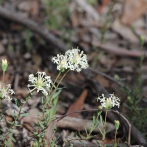 Pimelea linifolia at Holt, ACT - 1 Nov 2020