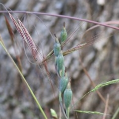 Thelymitra (Genus) (Sun Orchid) at Wodonga - 5 Nov 2020 by KylieWaldon