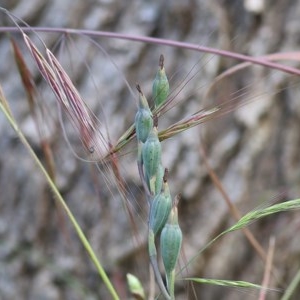 Thelymitra sp. at Wodonga - 5 Nov 2020